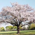 Sakura Tree