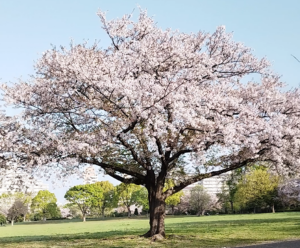 Sakura Tree