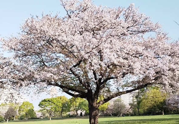 Sakura Tree